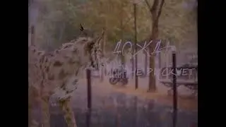 WCMV Лепесток|For: Рейчел💜 С ДНЁМ РОЖДЕНИЯ🌸💐🥀🌺☀️