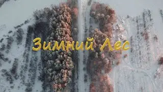 DJI MINI 2 l Зимний лес