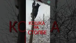Кошка на столбе Shorts