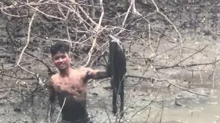 Catching Fish In Mud Water Pond