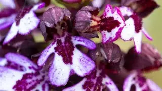 Auf Orchideentour - Beim Frauenschuh