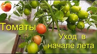 Томаты Уход в начале лета