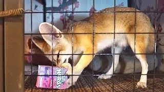 Fenneec Fox Gets Nerds Box
