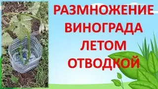 РАЗМНОЖЕНИЕ ВИНОГРАДА ЛЕТОМ ОТВОДКОЙ. Как размножить виноград отводкой. Выращивание винограда.
