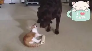 Кот перепрыгивает собаку. Вот это кот!