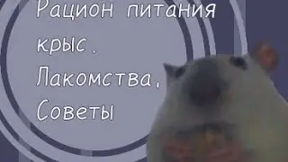 ✨🐀Рацион питания крыс, лакомства, советы🐀✨