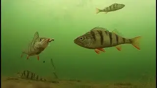 Perch fishing View from Podolia