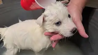 White Siberian Husky Puppy First Bath!