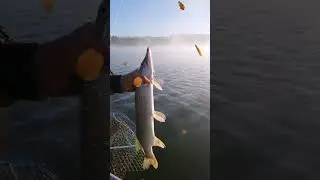 щука