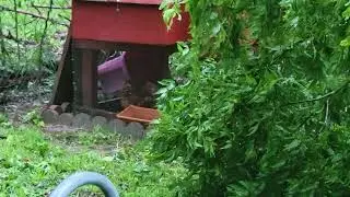 A large tree fell on our well, chicken coop and outdoor shower during hurricane Beryl.