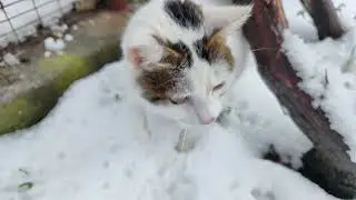 Cat likes to play in snow