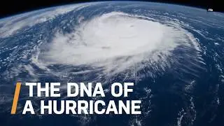 The DNA of a Hurricane