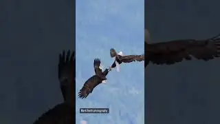 Eagles fight in the sky#fighting eagles#fighting eagles nagoya#fighting eagles nagoya live