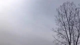 A Kettle of Vultures behind the Magic Tree - Braddock Bay Hawk Watch, 3/23/21