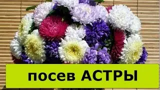посев АСТРЫ на рассаду. Март 2017г