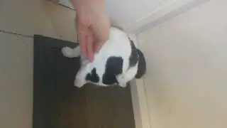 Цап-царап 🐱