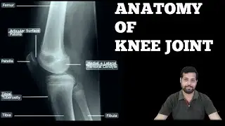 KNEE JOINT ANATOMY