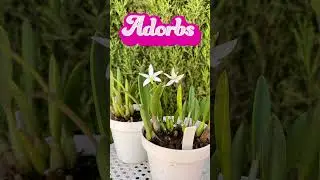 Cold 🥶🥶 Hardy Miniature Orchid | How Low can YOU Grow? #ninjaorchids #shorts #miniature #orchid