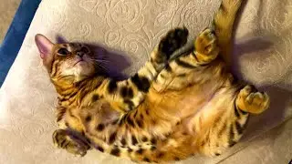 Бенгальский кот Лео просит креветку! Жизнь бенгальского кота!