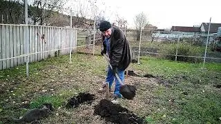 закапываем лозу в землю на зиму