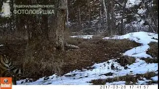 ID2115/Заповедник Бастак/тигрица Золушка