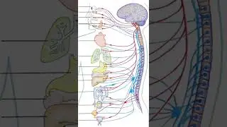 Методика ЗМЕИНАЯ ПЛАСТИКА ПОЗВОНОЧНИКА
