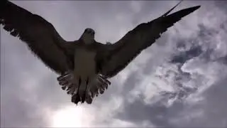Нереально красивая и душу рвущая песня, музыка