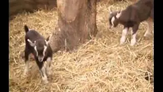 twin-kids-kidding-around.mpeg