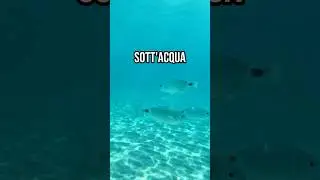 Quello che DEVI SAPERE per fare FOTO E VIDEO SOTT’ACQUA 🐟