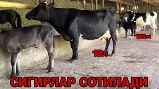 РУЗГОРБОБ НАРХЛАРИ АРЗОН СУТЛАРИ КУП БОЛЛАРИ ЕШ СИГИРЛАРГА СОТИЛАДИ SOTILADIGON SIGIRLAR 14 мая 202
