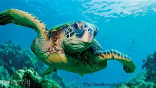 Animal Antics: Climate Change and Sea Turtle Sex
