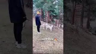 husky love story