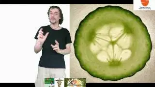 De geneeskracht van komkommer