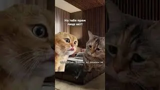 Что с тобой, моя дорогая? #тренд #приколы #коты #мемыскотами#веселыекоты