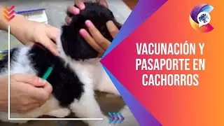 VACUNACIÓN y PASAPORTE en cachorros - Alianz Veterinaria