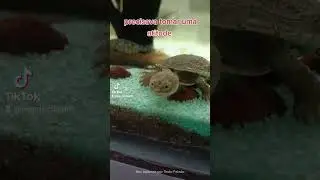 O SonicFlix - Episódio 09