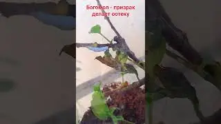 Богомол - призрак делает оотеку. Phyllocrania paradoxa #mantis