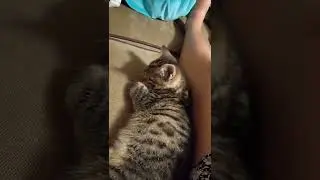 kitten is ready to go sleep