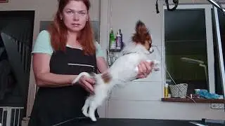 Папийон, Peperuda Harvi Hais