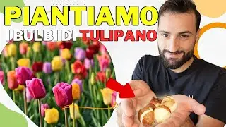 PIANTIAMO I BULBI DI TULIPANO: IL SEGRETO PER COLTIVARLI CON SUCCESSO