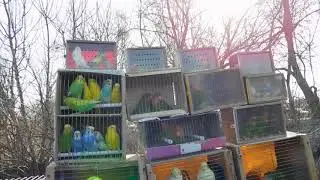 Выстовка в г . Курск 2018 г.