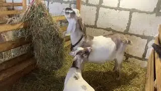 Камерунские козы