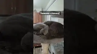 Кот Оскар и зимняя спячка) #cat #кот #котка #оскар