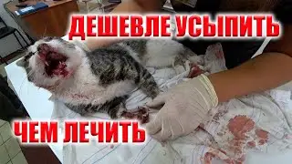 ИЗРАНЕННЫЙ КОТ ХОТЕЛ ЖИТЬ, НО ХОЗЯИВА РЕШИЛИ, ЧТО УСЫПИТЬ БУДЕТ ДЕШЕВЛЕ!! МЫ ПОБОРЕМСЯ ЗА ЕГО ЖИЗНЬ!