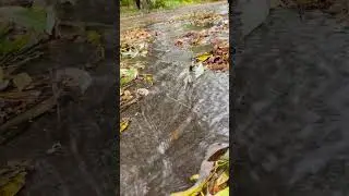 После дождя