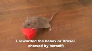 Can mice be trained to detect drugs?