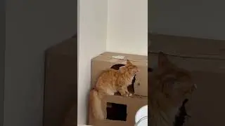 Кішка розносить свій дім😻 