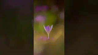 Top tips for great nature photos #photography #flowers #nature #photographer #flowerphotography