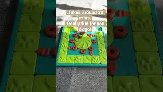Hope this kinda helps!Credits:@WinnietheCattleDog #chorkie #clover #cute #blowup #dog #chi #dance #s