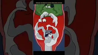 Enema defecation process